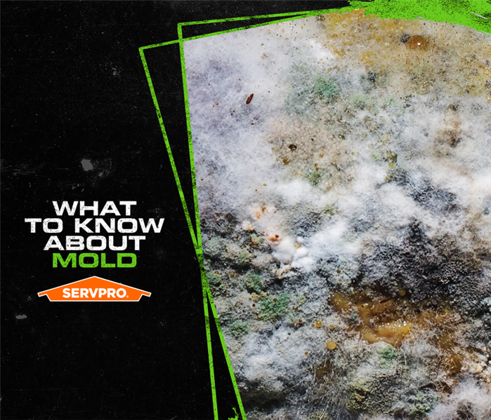 White, green, and white mold with the caption: WHAT TO KNOW ABOUT MOLD 